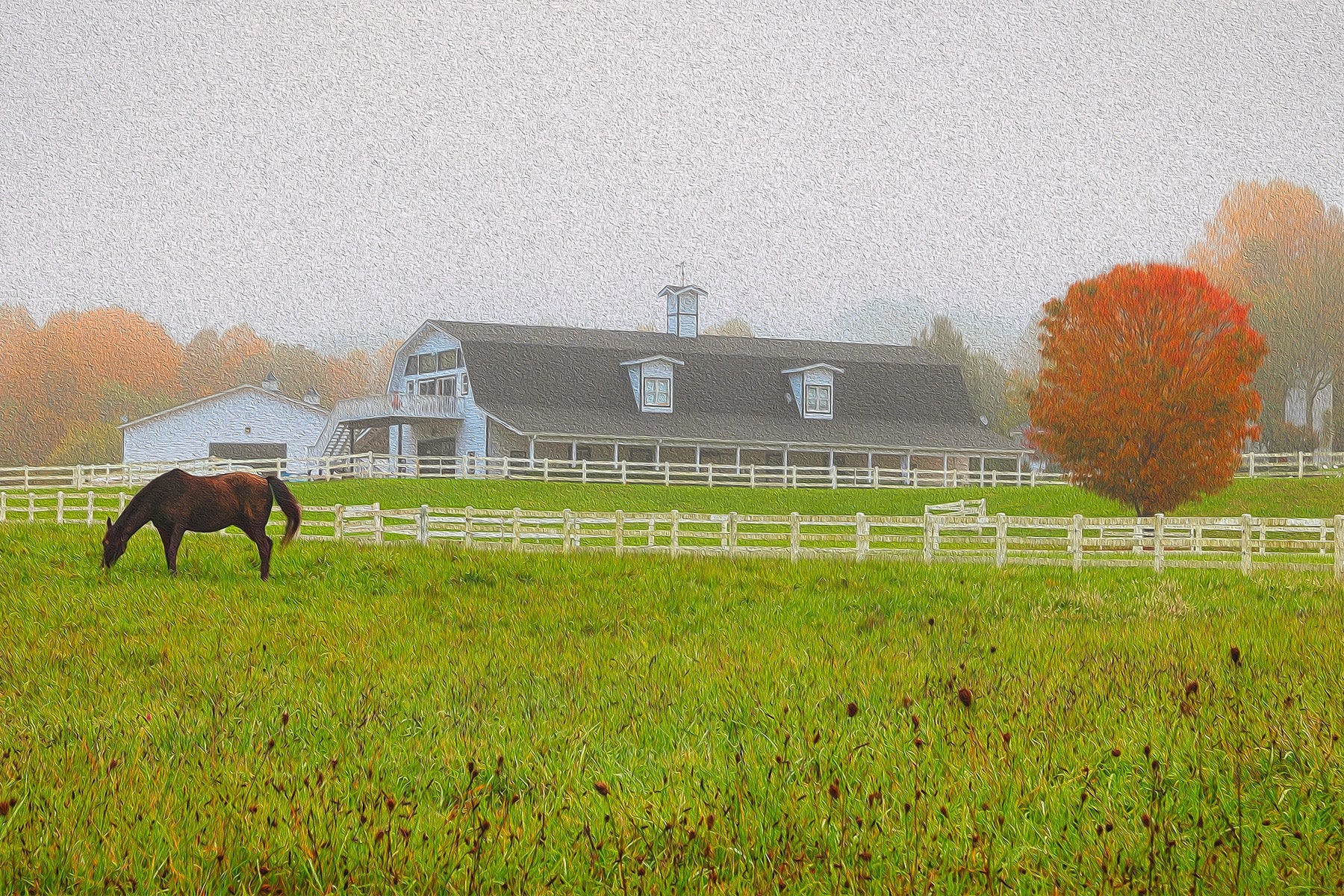 Horse in a foggy meadow at Horseshoe Farms bed-and-breakfast, Hendersonville, North Carolina.