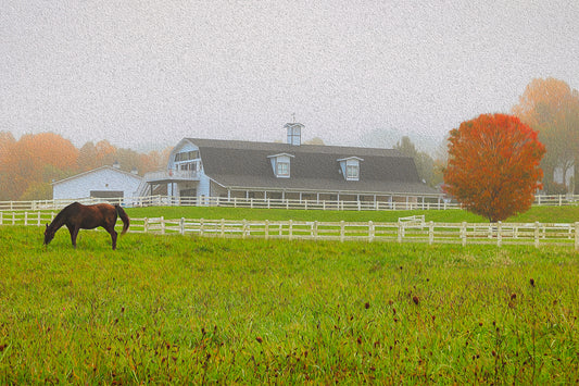 Horse in a foggy meadow at Horseshoe Farms bed-and-breakfast, Hendersonville, North Carolina.