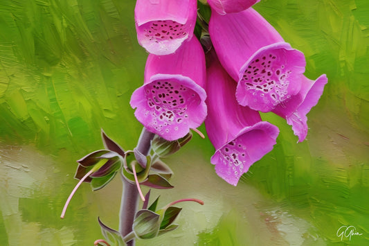 Multiple pink bell-shaped flowers hanging from green stems, with soft natural lighting.